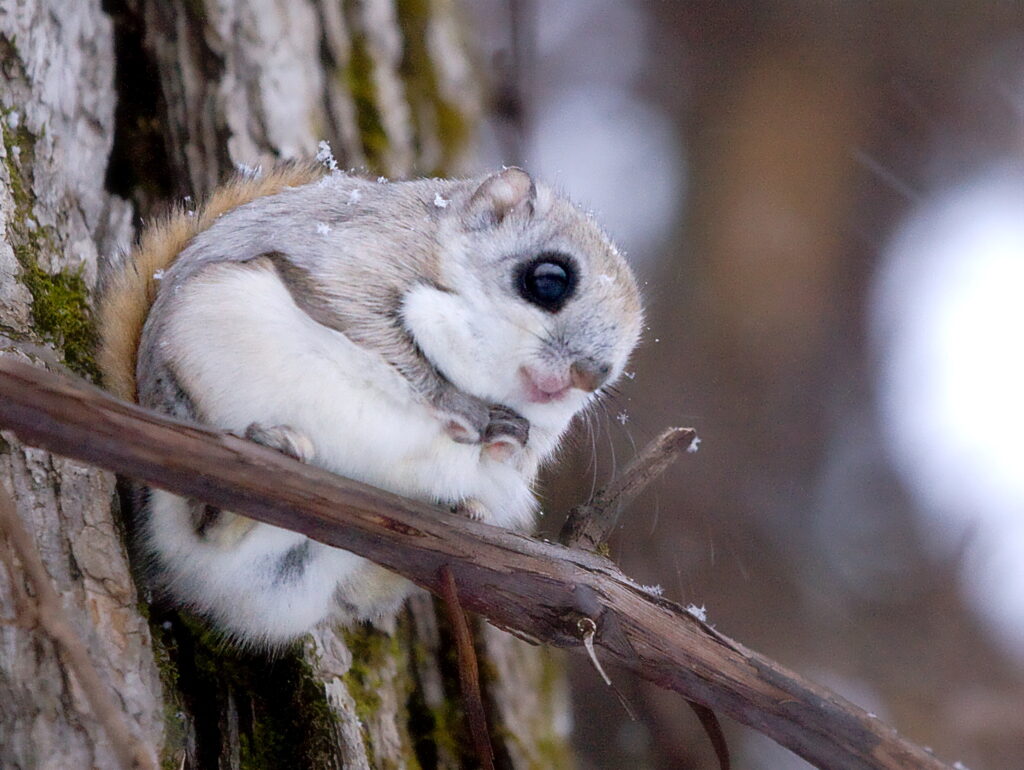 Ecureuil volant : l'animal préféré de notre dev back-end