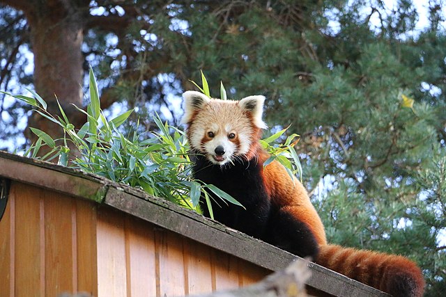 Le panda roux, l'animal favori de notre développeur full-stack.